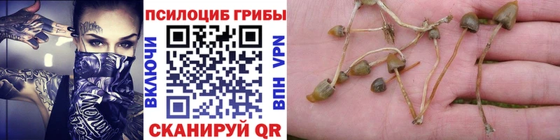 Галлюциногенные грибы Psilocybine cubensis  закладки  дарк нет клад  Новосокольники 